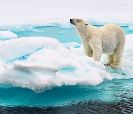 Os cruzeiros mais desejados que visitam Svalbard (Noruega) Navegación