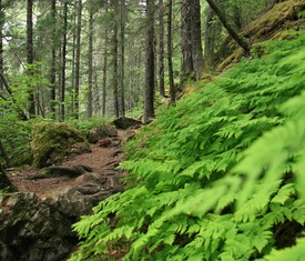 Os cruzeiros mais desejados que visitam Skagway (EUA)