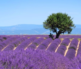 Os cruzeiros mais desejados que visitam Toulon