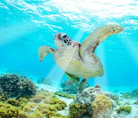 Os cruzeiros mais desejados Ilhas Galápagos
