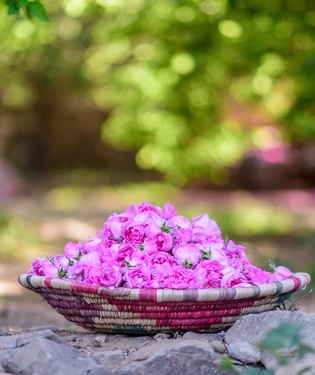 Roseirais de Taife