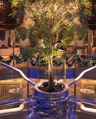 imagem Celebrity Reflection 25