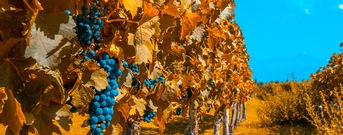 Mendoza
