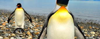 Punta Arenas