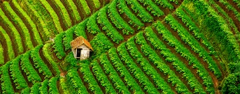 East Java