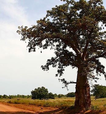 Banjul (Gambia)