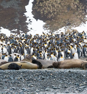 Isla Elefante (ANTARCTICA)