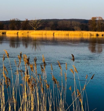 NIEDERFINOW