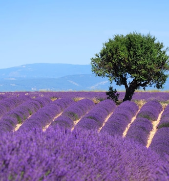 Toulon