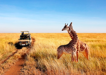 Safaris