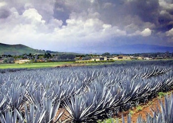 Tequila