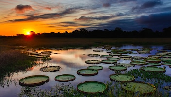 Pantanal
