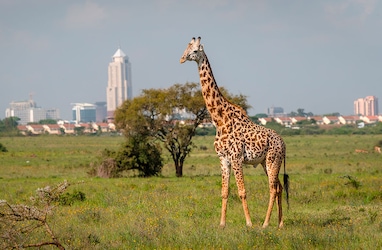 Nairobi