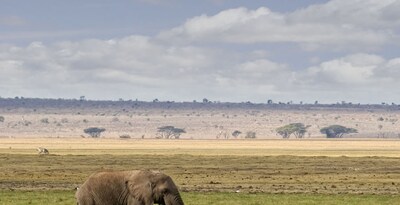 Safari no Quénia e Mombaça