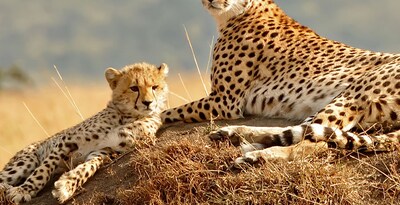 Safari no Quénia com Masai Mara e Amboseli