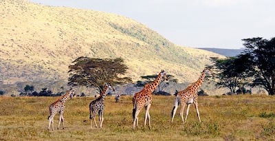 Safari no Quénia e Maldivas