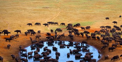 Masai Mara, Naivasha e Amboseli