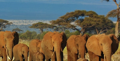 Masai Mara, Naivasha e Amboseli com Seicheles