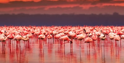Safari no Quénia e Maurícias