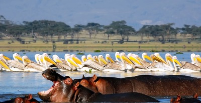 Aberdare, Nakuru, Masai Mara e Naivasha