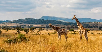 Joanesburgo, Kruger, Pilanesberg e Cidade do Cabo