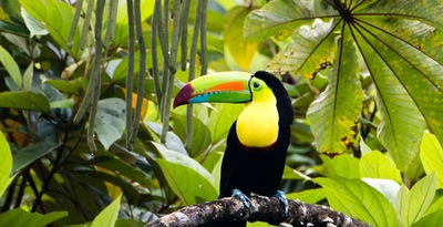 Tortuguero, Arenal, Monteverde e Guanacaste