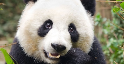China com Ursos Panda