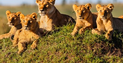 Safari no Quénia com Masai Mara