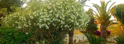 La Rosa Sul Mare