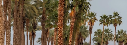 Tommy Bahama Miramonte Resort & Spa