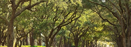 The Westin Hilton Head Island Resort & Spa