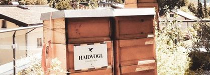 Haidvogl Mavida Zell Am See