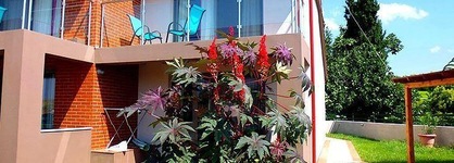 Village Mare