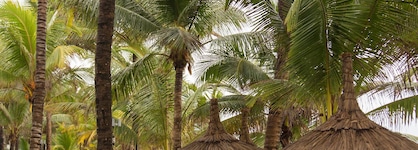 Tropical Attitude - Adults Only