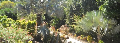 Licuala Lodge