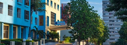 Tulipan