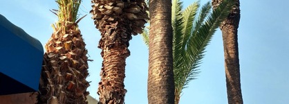 Days Inn By Wyndham Los Angeles Lax Venicebch Marina Delray