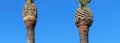 Cambria Palms Motel