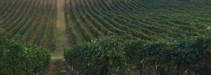 Agriturismo Borgo Delle Vigne