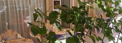 Hotel Antonella