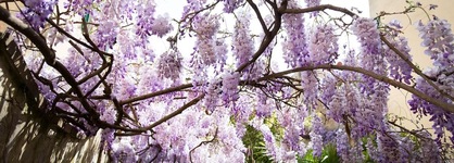Locanda Orchidea - B&B
