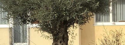 Semiramis Business Hotel