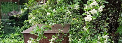 Clocchiatti
