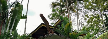 Sepilok Jungle Resort