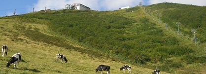 Il Bosco