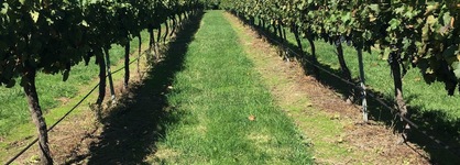 Turners Vineyard