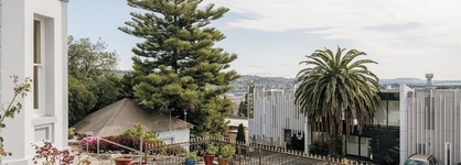 Areca Launceston