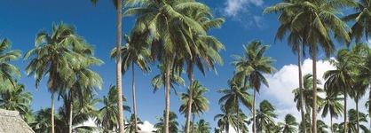 Jean-Michel Cousteau Resort Fiji
