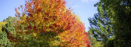 Bright Mystic Valley