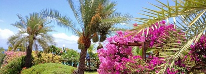 Cases Couleurs